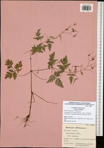 Geranium robertianum L., Eastern Europe, Central region (E4) (Russia)