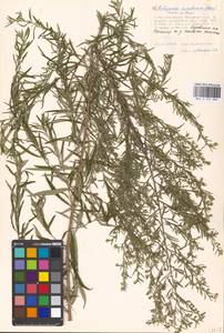 Artemisia umbrosa Turcz. ex DC., Eastern Europe, Moscow region (E4a) (Russia)