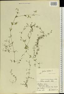 Galium trifidum L., Eastern Europe, Moscow region (E4a) (Russia)