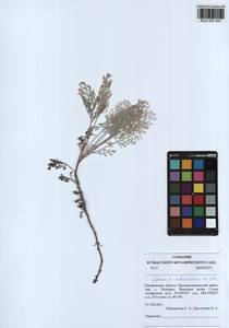 Artemisia schrenkiana Ledeb., Siberia, Altai & Sayany Mountains (S2) (Russia)