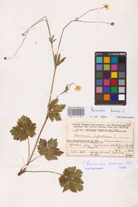 Ranunculus polyanthemos subsp. nemorosus (DC.) Schübl. & G.Martens, Eastern Europe, Northern region (E1) (Russia)