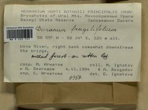 Dicranum fragilifolium Lindb., Bryophytes, Bryophytes - Permsky Krai, Udmurt Republic, Sverdlovsk & Kirov Oblasts (B8) (Russia)