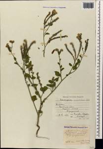 Heliotropium suaveolens, Caucasus, Dagestan (K2) (Russia)