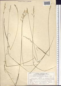 Poa glauca subsp. glauca, Siberia, Altai & Sayany Mountains (S2) (Russia)