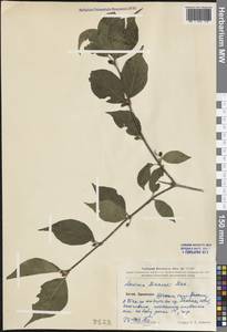 Lonicera maackii (Rupr.) Maxim., South Asia, South Asia (Asia outside ex-Soviet states and Mongolia) (ASIA) (China)