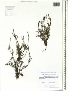 Roemeria hybrida (L.) DC., Caucasus, Azerbaijan (K6) (Azerbaijan)