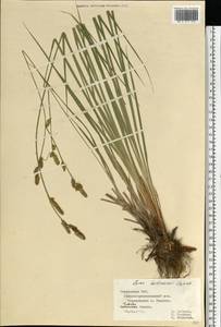 Carex hartmanii Cajander, Eastern Europe, Middle Volga region (E8) (Russia)