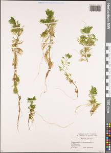 Hottonia palustris L., Eastern Europe, Central region (E4) (Russia)