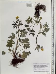Ranunculus submarginatus Ovcz., Siberia, Baikal & Transbaikal region (S4) (Russia)