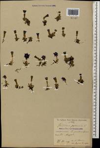 Gentiana dshimilensis K.Koch, Caucasus, Georgia (K4) (Georgia)