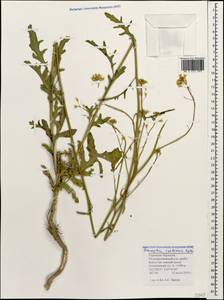 Brassica elongata subsp. pinnatifida (Schmalh.) Greuter & Burdet, Caucasus, Stavropol Krai, Karachay-Cherkessia & Kabardino-Balkaria (K1b) (Russia)
