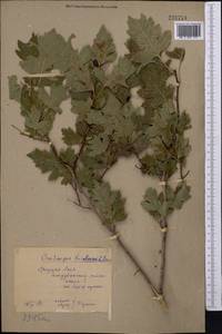 Crataegus chlorocarpa Lenné & C. Koch, Middle Asia, Syr-Darian deserts & Kyzylkum (M7) (Uzbekistan)