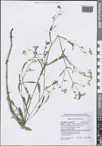Bupleurum falcatum L., Western Europe (EUR) (Spain)