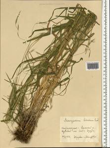 Brachypodium sylvaticum (Huds.) P.Beauv., Eastern Europe, Volga-Kama region (E7) (Russia)