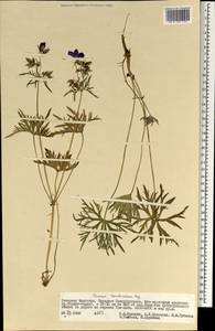 Geranium pratense L., Mongolia (MONG) (Mongolia)