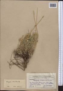 Astragalus stenanthus Bunge, Middle Asia, Western Tian Shan & Karatau (M3) (Kazakhstan)