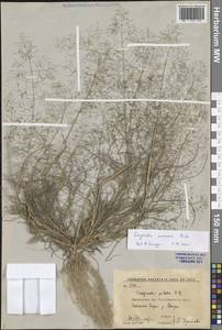 Eragrostis amurensis Prob., Eastern Europe, Central forest-and-steppe region (E6) (Russia)