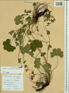 Alchemilla gibberulosa H. Lindb., Eastern Europe, Middle Volga region (E8) (Russia)