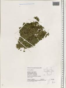 Lemna gibba L., Eastern Europe, Central region (E4) (Russia)