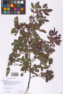 Rosa glauca Pourr., Eastern Europe, Central region (E4) (Russia)