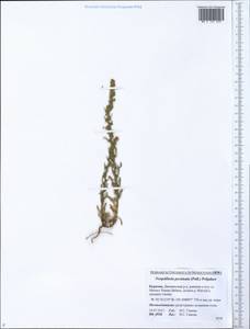 Neopallasia pectinata (Pall.) Poljakov, Siberia, Baikal & Transbaikal region (S4) (Russia)