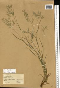 Bromus tectorum L., Eastern Europe, Lower Volga region (E9) (Russia)