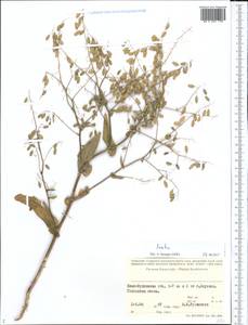 Isatis, Middle Asia, Syr-Darian deserts & Kyzylkum (M7) (Kazakhstan)