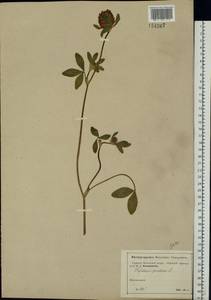 Trifolium pratense L., Eastern Europe, Moscow region (E4a) (Russia)