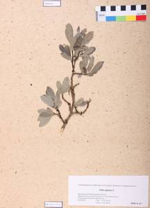 Salix glauca L., Siberia, Altai & Sayany Mountains (S2) (Russia)