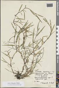 Catabrosa aquatica (L.) P.Beauv., Eastern Europe, Northern region (E1) (Russia)