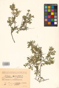 Spiraea hypericifolia L., Eastern Europe, Lower Volga region (E9) (Russia)