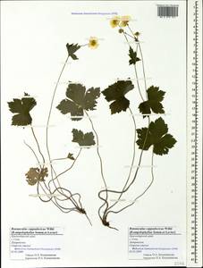 Ranunculus cappadocicus Willd., Caucasus, Black Sea Shore (from Novorossiysk to Adler) (K3) (Russia)