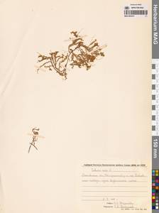 Sedum acre L., Eastern Europe, Moscow region (E4a) (Russia)