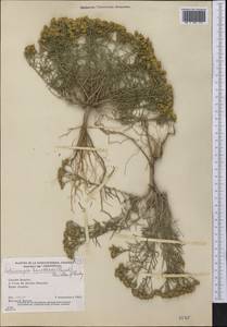 Gutierrezia sarothrae (Pursh) Britt. & Rusby, America (AMER) (Canada)