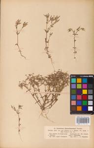Cerastium ramosissimum Boiss., Eastern Europe, South Ukrainian region (E12) (Ukraine)