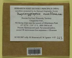 Isopterygiopsis catagonioides (Broth.) Ignatov & Ignatova, Bryophytes, Bryophytes - Russian Far East (excl. Chukotka & Kamchatka) (B20) (Russia)