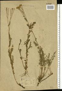 Tanacetum millefolium (L.) Tzvelev, Eastern Europe, South Ukrainian region (E12) (Ukraine)