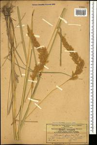 Calamagrostis pseudophragmites (Haller f.) Koeler, Caucasus, Azerbaijan (K6) (Azerbaijan)