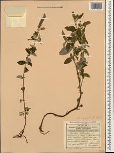 Mentha longifolia (L.) Huds., Caucasus, Dagestan (K2) (Russia)