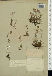 Helianthemum orientale (Grosser) Juz. & Pozdeeva, Crimea (KRYM) (Russia)