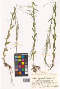 Arabis hirsuta (L.) Scop., Eastern Europe, Central region (E4) (Russia)