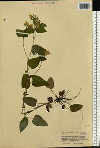 Symphytum tauricum Willd., Eastern Europe, South Ukrainian region (E12) (Ukraine)