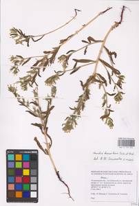 MHA 0 153 626, Arnebia decumbens (Vent.) Coss. & Kralik, Eastern Europe, Lower Volga region (E9) (Russia)