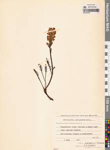 Pedicularis novaiae-zemliae (Hultén) Kozhevn., Siberia, Chukotka & Kamchatka (S7) (Russia)