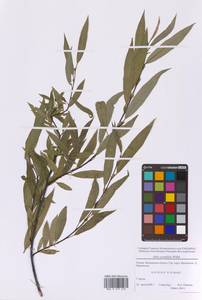 Salix acutifolia Willd., Eastern Europe, Moscow region (E4a) (Russia)