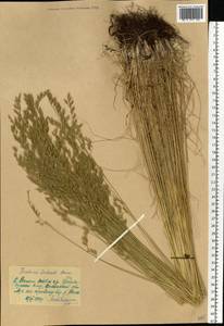 Festuca valesiaca Schleich. ex Gaudin, Eastern Europe, North Ukrainian region (E11) (Ukraine)