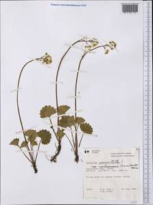 Micranthes nelsoniana subsp. nelsoniana, America (AMER) (Canada)