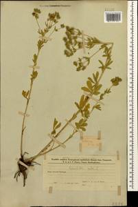 Potentilla recta L., Caucasus, Azerbaijan (K6) (Azerbaijan)