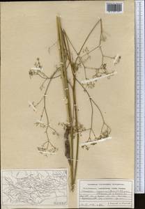 Scaligeria ugamica Korovin, Middle Asia, Western Tian Shan & Karatau (M3) (Uzbekistan)