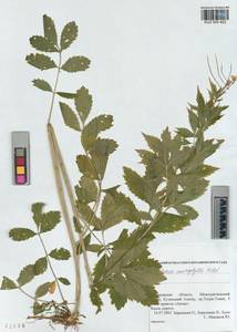 KUZ 005 422, Cardamine macrophylla Willd., Siberia, Altai & Sayany Mountains (S2) (Russia)